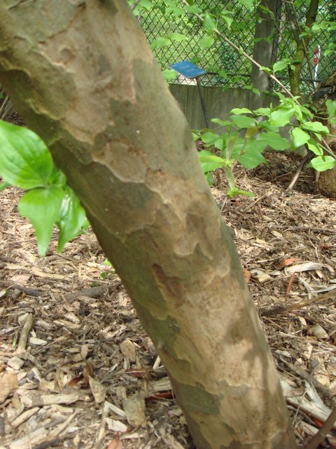 Pseudocydonia sinensis ecorce